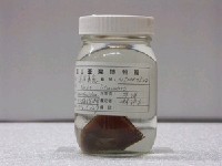 藏品(黑背鼻魚)的圖片